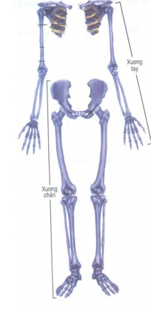 xương tay và xương chân