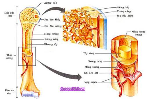 Bài 8. Cấu tạo và tính chất của xương – Hoc24