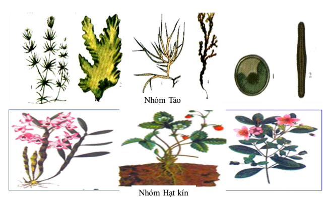Bài 43. Khái niệm sơ lược về phân loại thực vật - Hoc24