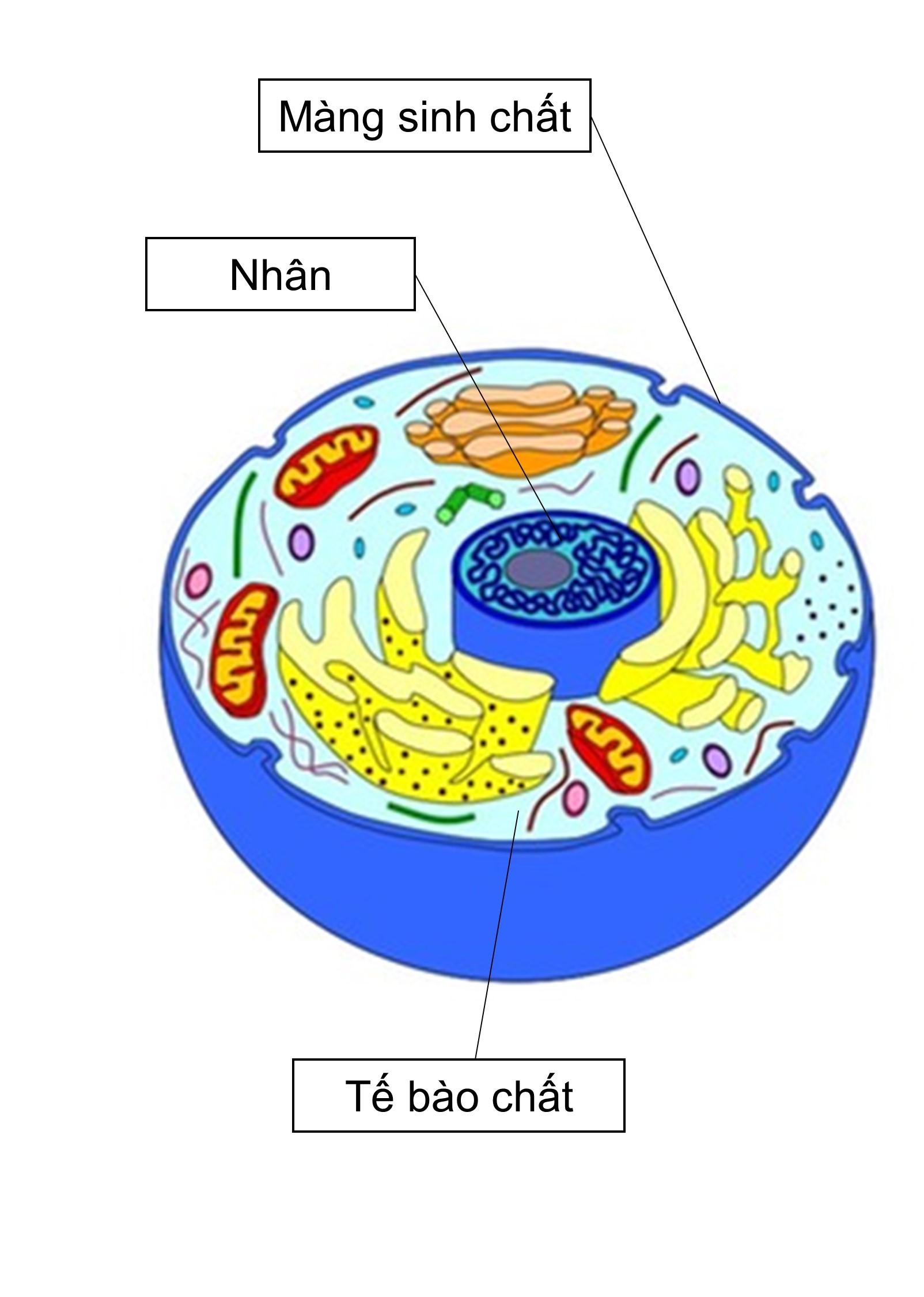 Hãy vẽ hình một tế bào động vật điển hình và chú thích các thành phần cấu  tạo của tế bào