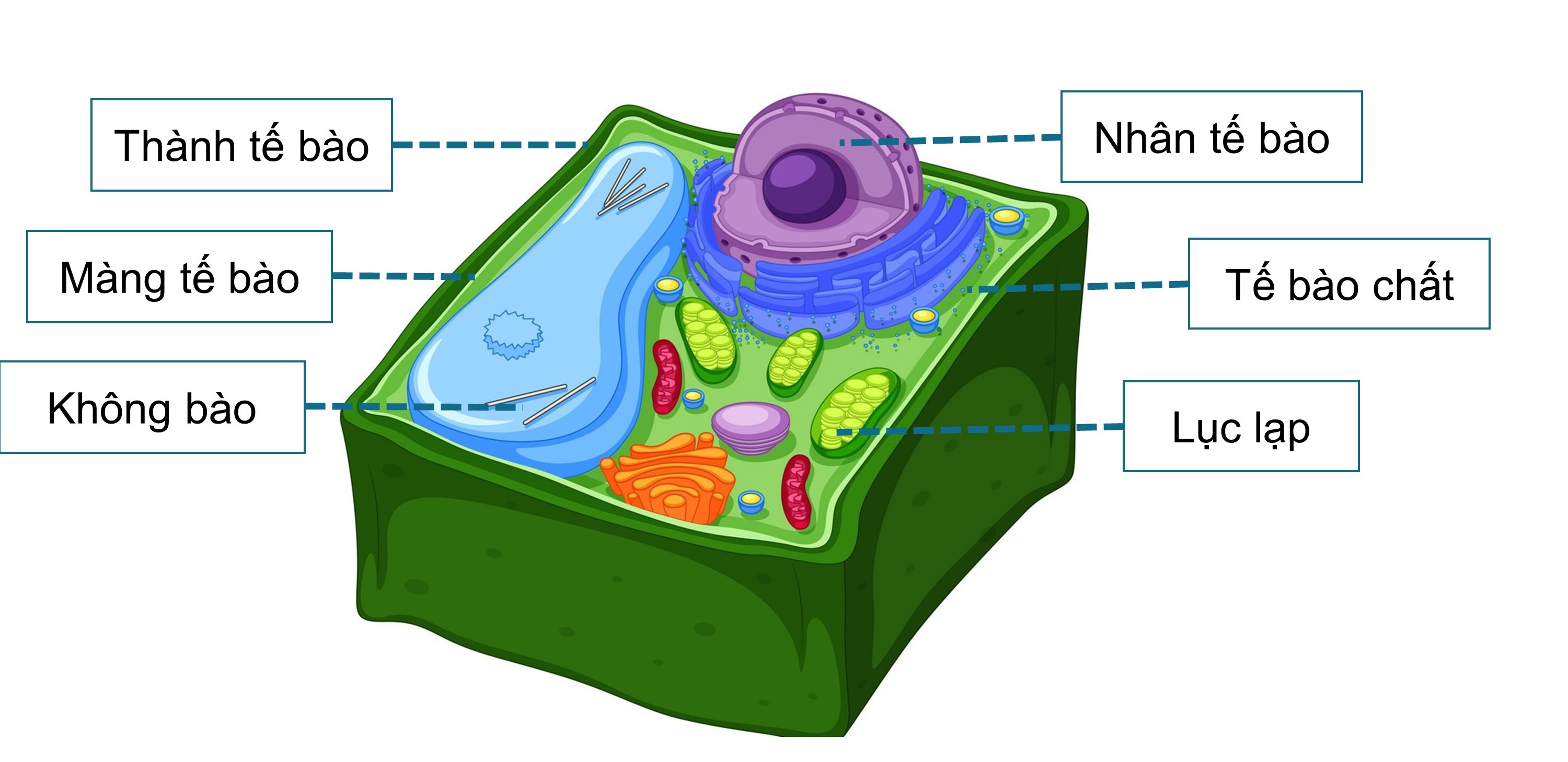 Tế bào thực vật