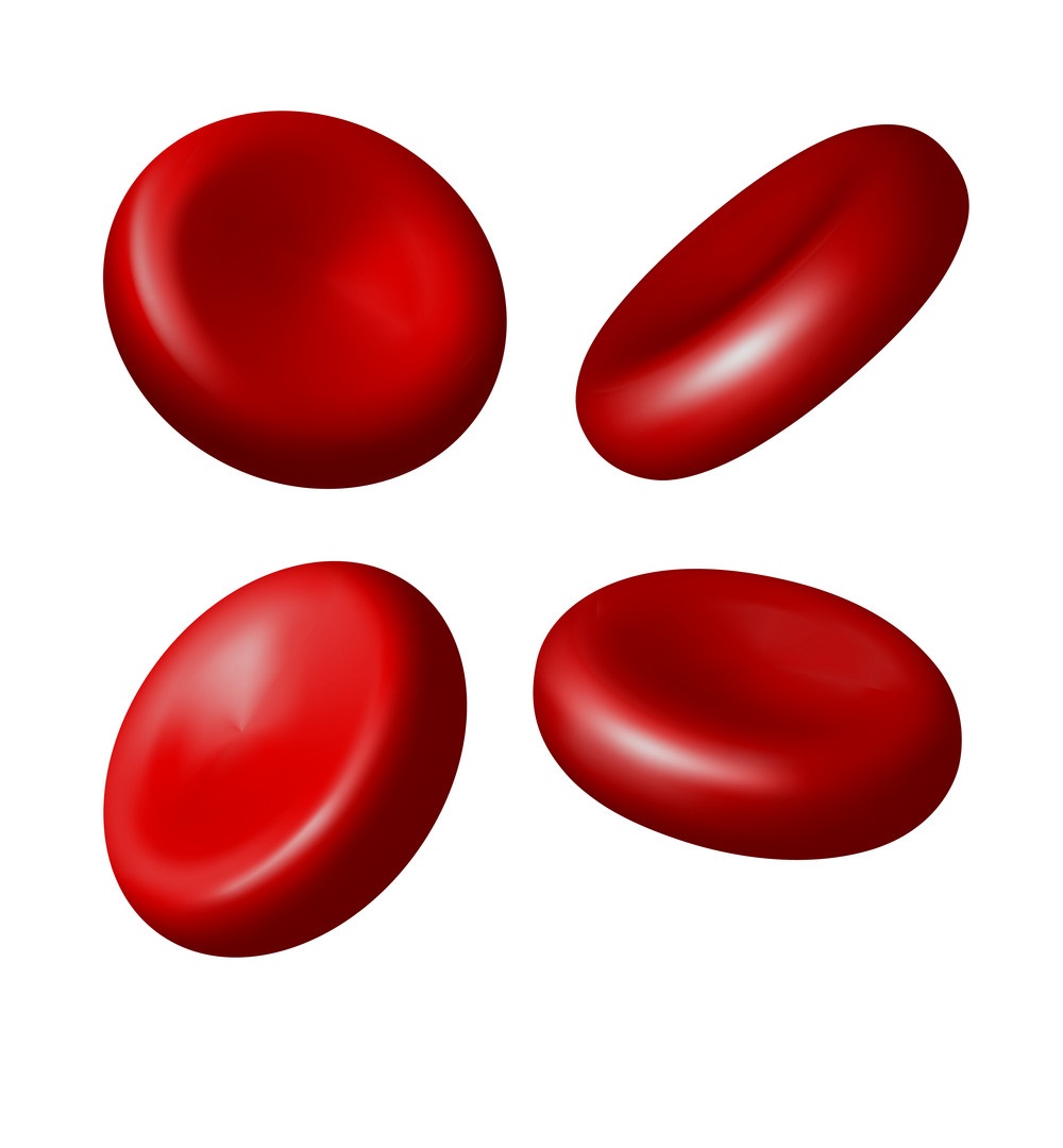 blood cell, tế bào máu olm