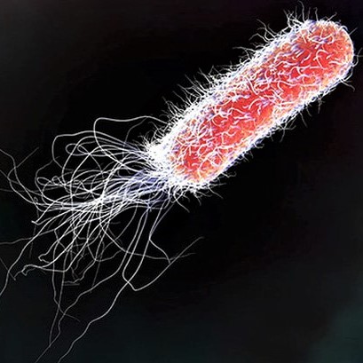 vi khuẩn e. coli olm