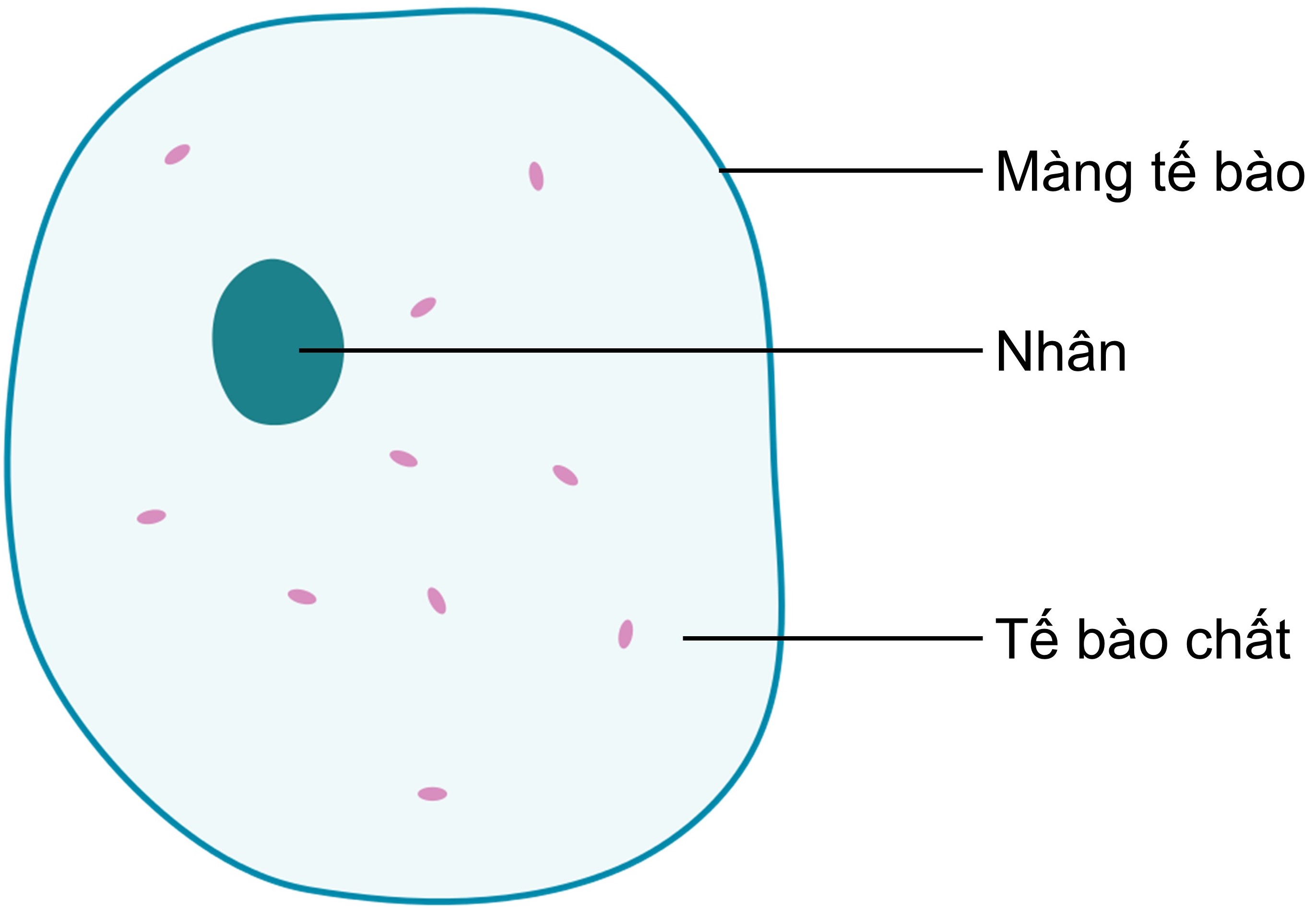 Cấu trúc cơ bản của tế bào nhân thực Tế bào động vật  Tế bào thực vật   KHTN 6  YouTube