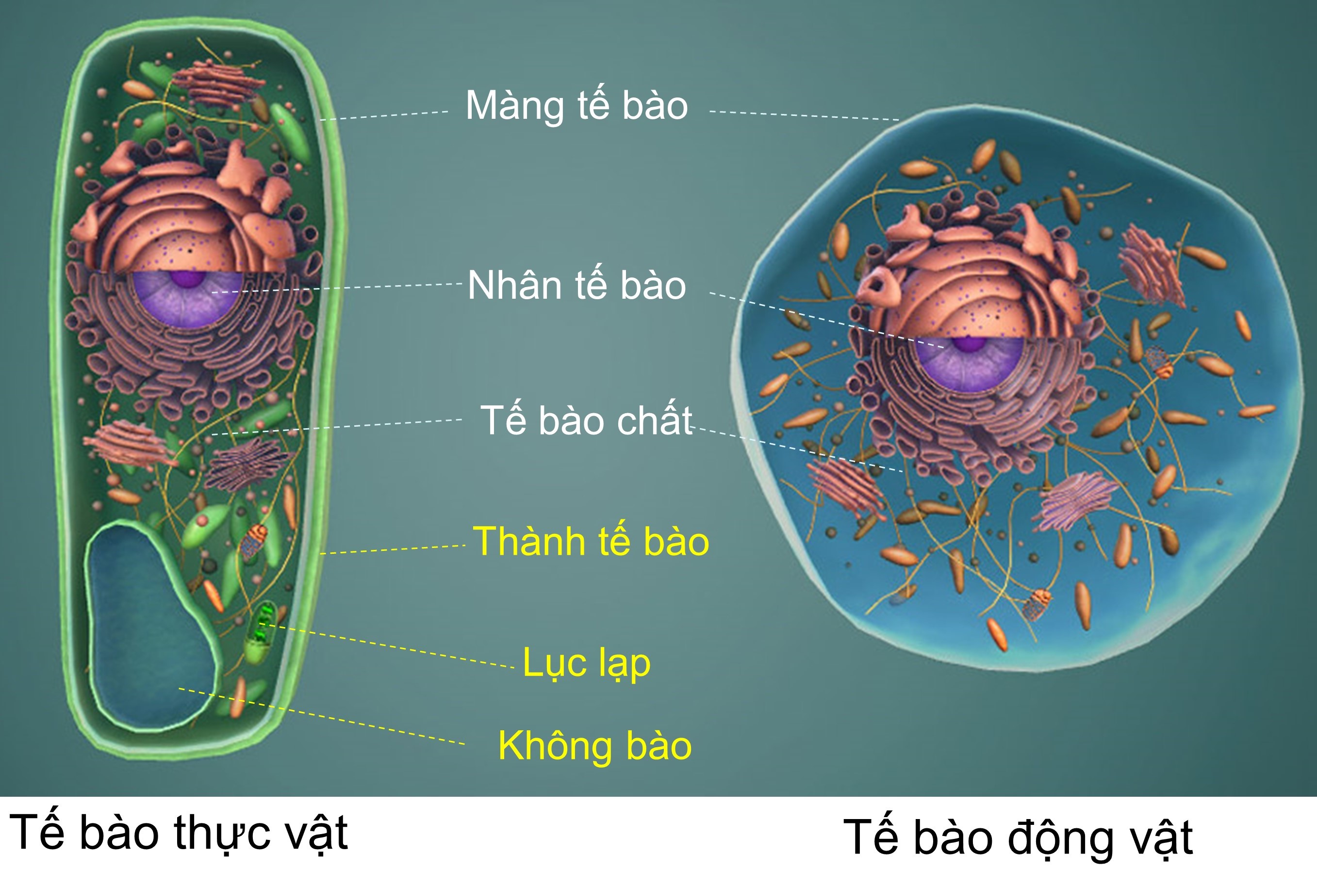 tế bào thực vật và tế bào động vật olm