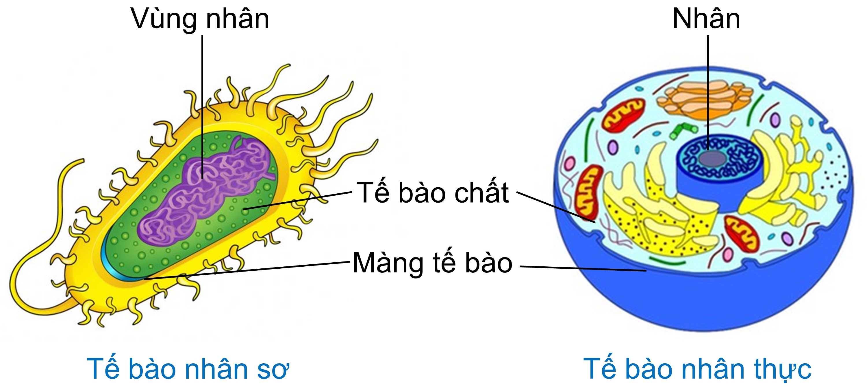 tế bào nhân sơ và tế bào nhân thực olm