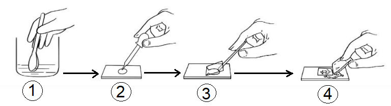 Bài 28. Thực hành: Làm sữa chua và quan sát vi khuẩn - Hoc24