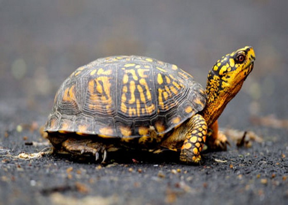 Tốc độ của rùa olm
