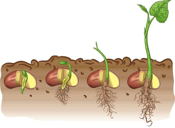 Sinh trưởng và phát triển ở cây đậu