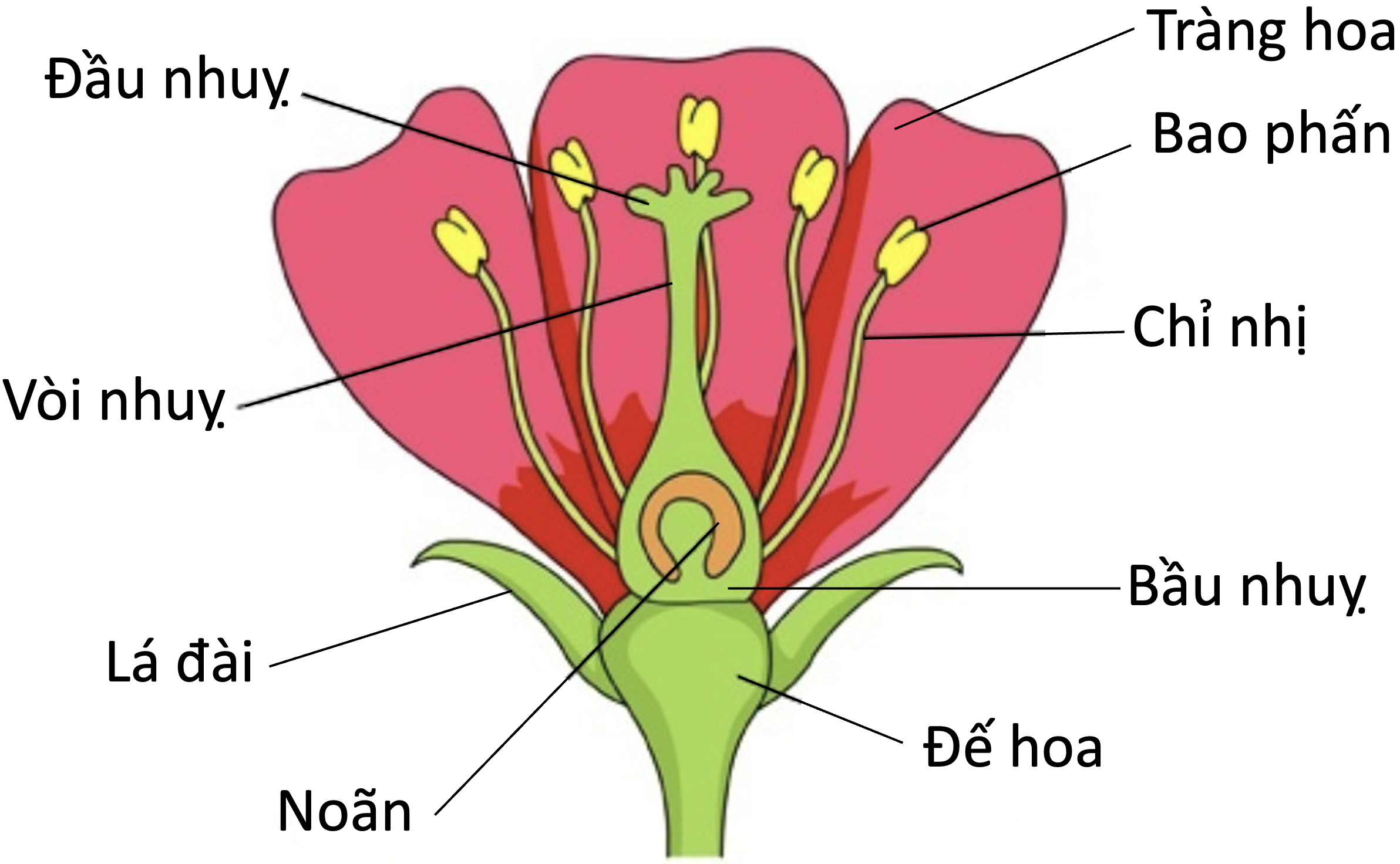 Строение цветка чашелистик пыльник завязь. Строение цветов. Структура цветка. Анатомия цветка.