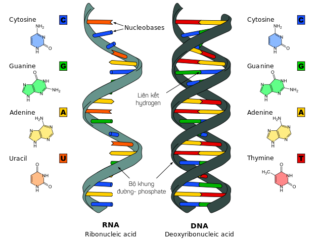 Cấu trúc của DNA và RNA
