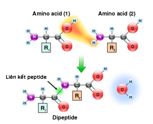 Các amino acid và liên kết peptide