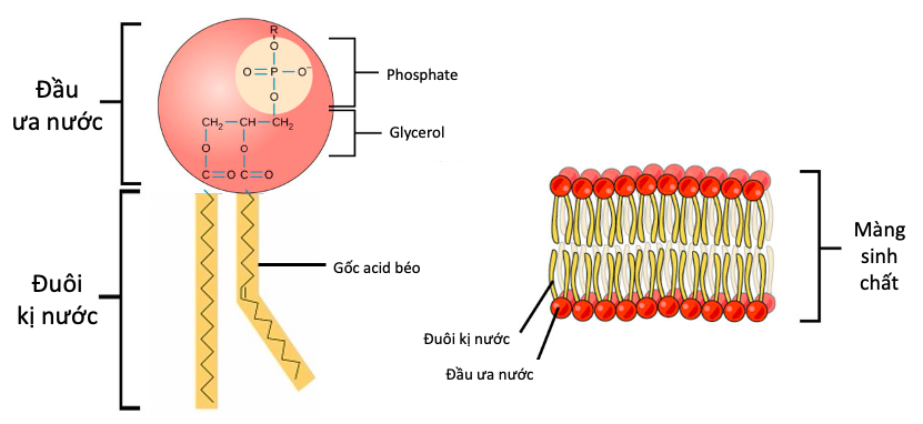 Phospholipid cấu trúc nên màng tế bào