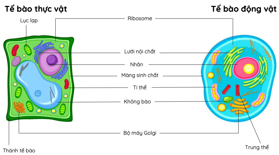 Giáo án điện tử bài 7 Tế bào nhân sơ và tế bào nhân thực  Bài giảng điện  tử sinh học 10 cánh diều  Kenhgiaoviencom