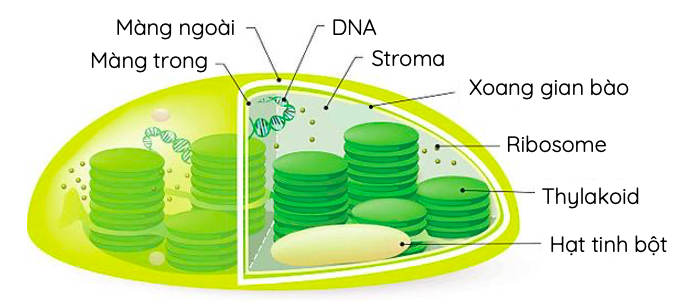 Cấu trúc của lục lạp ở tế bào thực vật