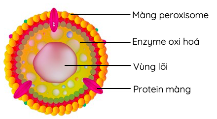Cấu trúc của peroxysome
