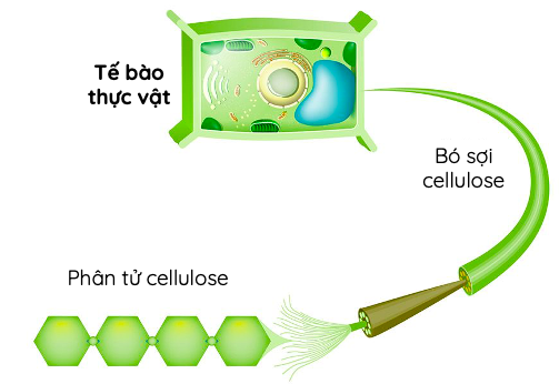 Cấu trúc của thành tế bào