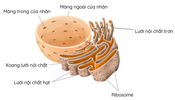 RNA ribosome  Wikipedia tiếng Việt