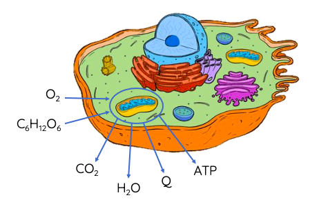 Định nghĩa chuỗi vận chuyển điện tử các bước và ATP Synthase