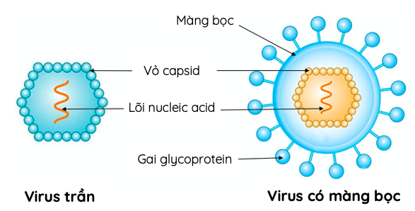 Các thành phần cấu tạo virus