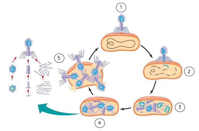 Sơ đồ các giai đoạn trong chu trình nhân lên của phage T4 gây bệnh trên vi khuẩn E. coli