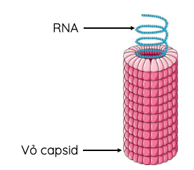 Virus khảm thuốc lá