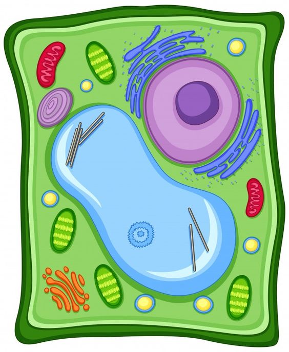 Tế bào thực vật