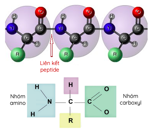 Cấu trúc chung của amino acid