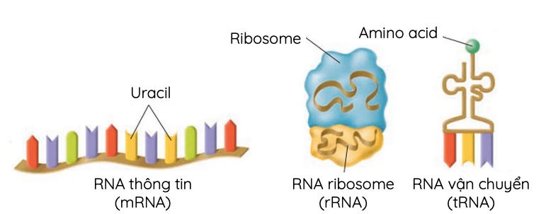 Các loại RNA