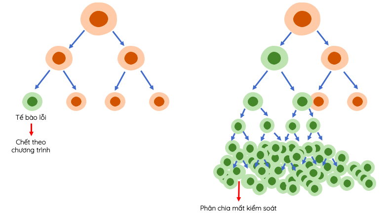 Sự phân chia ở tế bào bình thường (bên trái) và tế bào ung thư (bên phải)