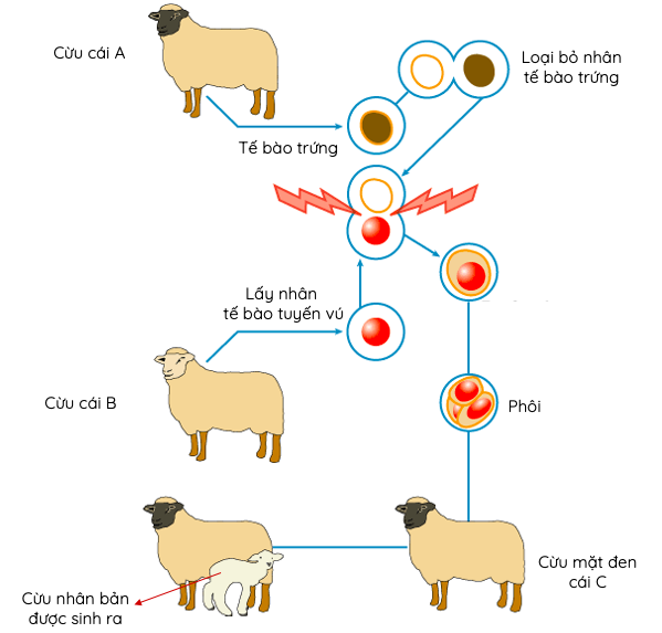 Quy trình nhân bản vô tính động vật (cừu)