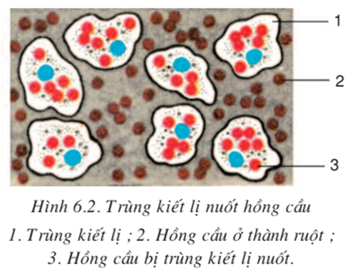 21 Trùng Kiết Lị ăn Hồng Cầu Bằng Cách Nào Hay Nhất